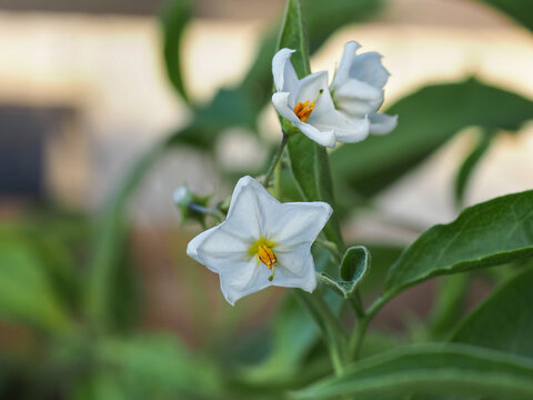 Solanum jasminoides 'Album' or Solanum laxum, star-like white flowers and green leaves, close up. Potato vine, potato climber or jasmine nightshade is woody climber plant of the family Solanaceae.