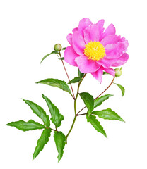 シャクヤク5月撮影