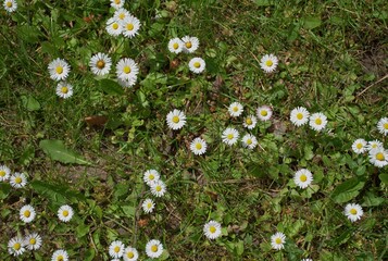 Close up of a cluster of white daisies with yellow centers blooms brightly in a green grassy meadow. Wildflowers, natural beauty, essence of spring and summer. Fresh grass and vibrant flora. 
