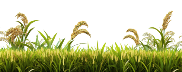 3D Render of Rice Plants, Isolated on Transparent Background, Agriculture, Harvest, Rice, Paddy, Grains