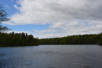 Vivid nature, lake Hannusjrvi is located in the Hyljelahti area of Espoo city, Finland. Sandy shore of the lake, green forest with tall firs, spruces, bushes, old wooden logs, stumps, green grass.