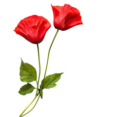 Two vibrant red poppies with green stems and leaves against a black background