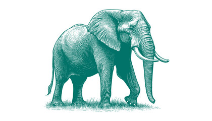 elephant vector