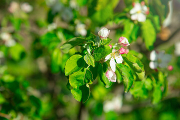 Flowering spring apple tree in the garden.