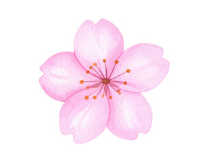 Hand-drawn pink sakura flower watercolor illustration