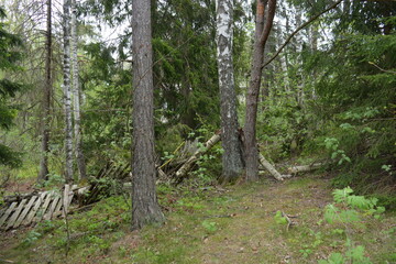 Bright old forest is located near a lake Hyljelahti area of Espoo city, Finland. Tall old fir trees, spruces, bushes, old wooden logs, stumps, green grass and plants.