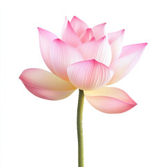Beautiful pink lotus flower with delicate petals