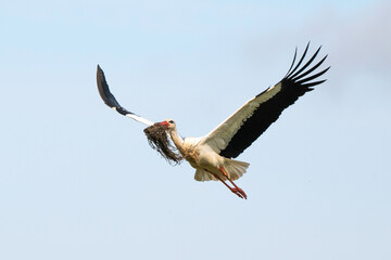 Obraz premium Cigogne blanche, .Ciconia ciconia, White Stork,