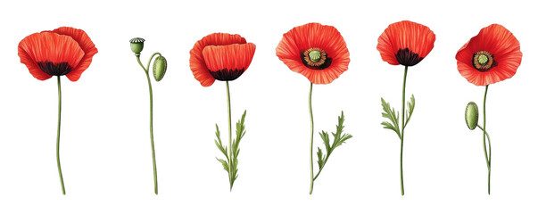 Obraz premium Red Poppy Flowers Botanical Illustration Set, Isolated on Transparent Background, Floral Design Elements, Poppy, Botanical Illustration, Floral