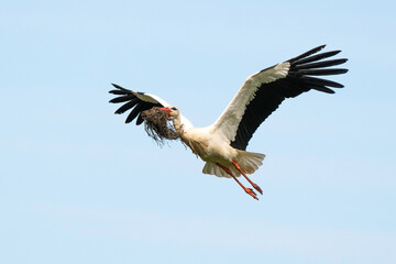 Cigogne blanche, .Ciconia ciconia, White Stork,
