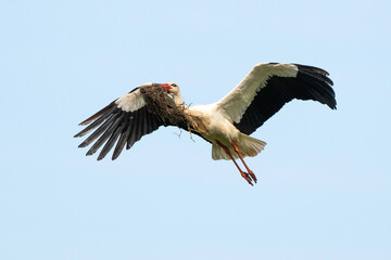 Cigogne blanche, .Ciconia ciconia, White Stork,