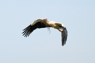 Fototapeta premium Cigogne blanche, .Ciconia ciconia, White Stork,