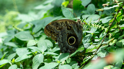beautiful butterfly in tropical garden