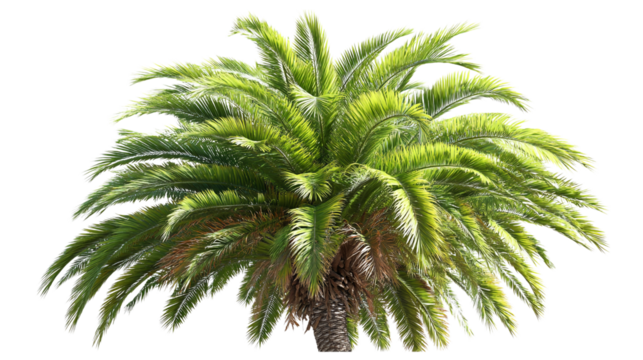 A bright green palm tree with a thick trunk and many fronds against a black isolated background view