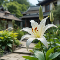 White lily flowers bloom in the garden, a beautiful nature plant in spring
