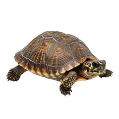 Fototapeta premium Spectacular yellow footed tortoise shell close up pet on transparent background