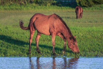 Wild horse grazes on Carrot Island in the Rachel Carson Wildlife Refuge in the late evening light. 