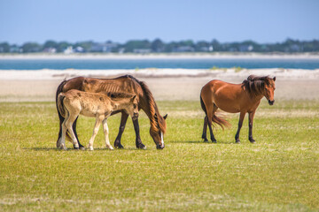 Foal and her mother on the beach at Shackleford Banks, NC 