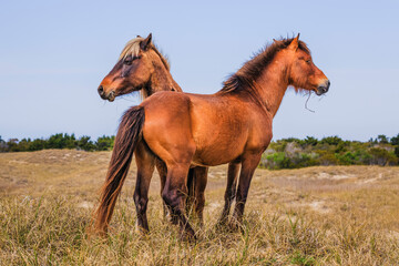 Two wild horses on alert at Shackleford Banks, NC