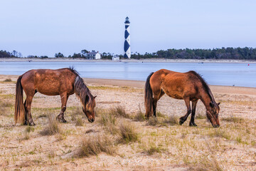 Wild horses grazing on Shackleford Banks near Cape Lookout Lighthous