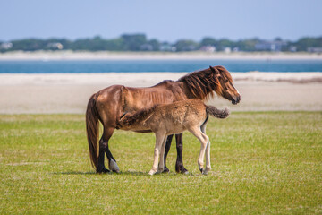 Foal nursing on Shackleford Banks near Beaufort, NC
