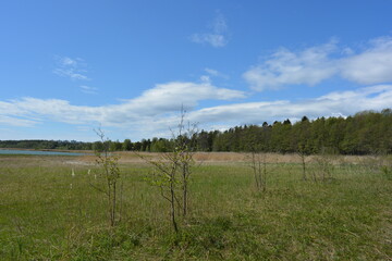 Beautiful and vibrant nature of Hyljelahti area in Espoo, Finland. Thick impenetrable green forest...