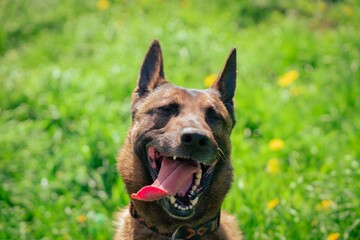 Happy dog in a sunny field.