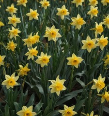 Dense cluster of daffodils, green stems and leaves,  bright,  botany