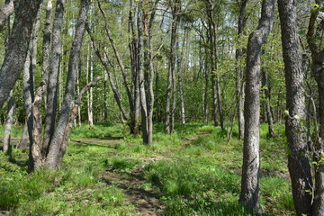 Beautiful and vibrant nature of Hyljelahti area in Espoo, Finland. Thick impenetrable green forest with a sandy road. Tall firs, spruces, bushes, old wooden logs, stumps, green grass and plants.