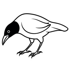Ground peck crow illustration on white background