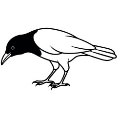 Ground peck crow illustration on white background