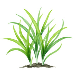 Obraz premium Lush Green Grass Plant Growing in Soil with Vibrant Shades of Green, isolated on transparent background.
