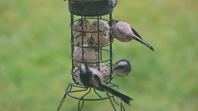 Long Tailed Tits (Aegithalos caudatus) eating fat balls from a garden bird feeder and disturbed another grabbing a tail. February, Kent, UK. [Slow motion x10]