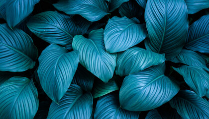 Spathiphyllum cannifolium leaves close-up, abstract green nature texture in garden