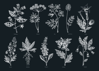 Poisonous plants botanical illustrations. Hand-drawn flowers and witch herb sketches. Witchcraft, herbal medicine, mythology design elements. NOT AI generated