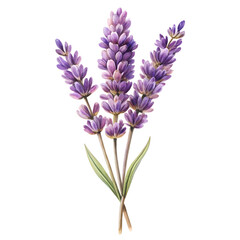 Obraz premium Soothing Lavender Sprigs