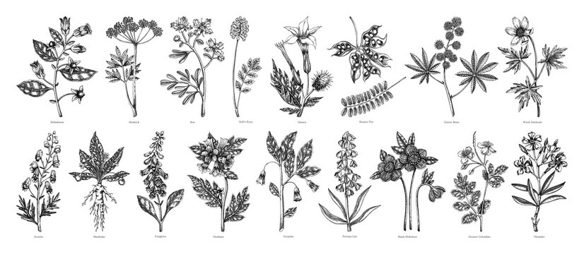 Poisonous plant hand drawn vector illustrations. Witch herbs in sketch style. Medicinal plants drawings.  NOT AI generated