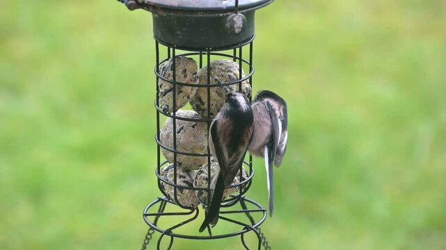Long Tailed Tits (Aegithalos caudatus) eating fat balls from a garden bird feeder and disturbed another. February, Kent, UK. [Slow motion x10]