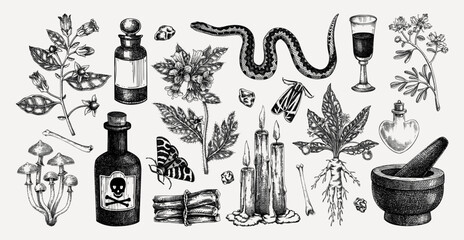 Witchcraft hand drawn vector illustrations. Bohemian design elements. Witch herbs, poisonous plants, magic ingredients sketches. NOT AI generated
