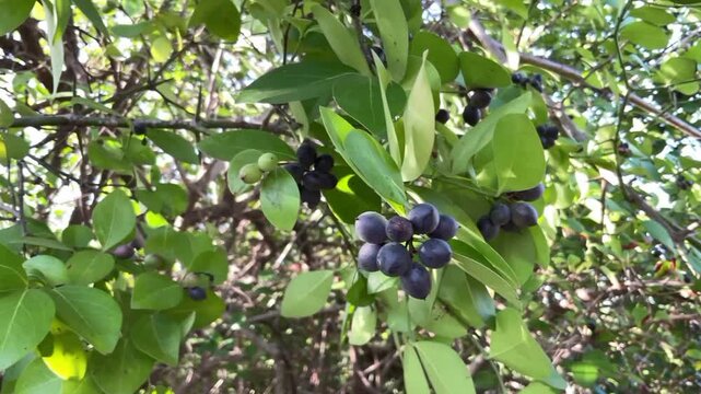 Carissa carandas shrub, karonda, with ripe black fruits and green leaves.
