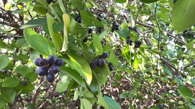 Carissa carandas shrub, karonda, with ripe black fruits and green leaves.