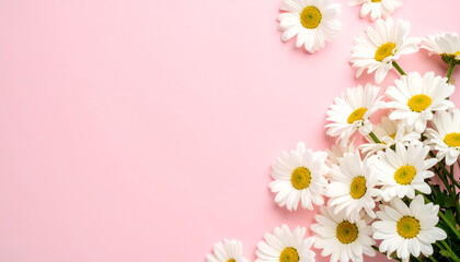 Obraz premium Minimal styled white daisy chamomile flowers on soft pale pink background, floral concept