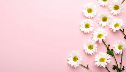 Fototapeta premium Minimal styled white daisy chamomile flowers on soft pale pink background, floral concept