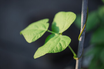 Tender Green Leaves Clinging to a Stem