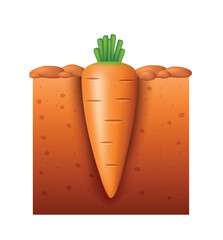 Carrots in the soil. Carrot growing in the ground. Vector illustration.