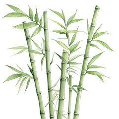 bamboo isolated on white background