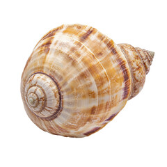 Obraz premium A spiraled seashell with beige, brown, and white stripes