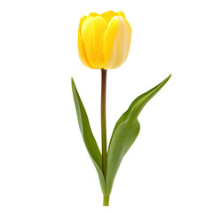 A vibrant yellow tulip with two leaves, isolated on a black background