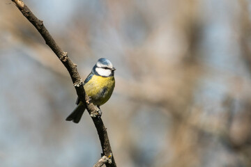 Blue tit Parus caeruleus
