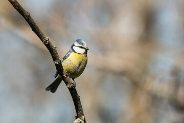 Blue tit Parus caeruleus